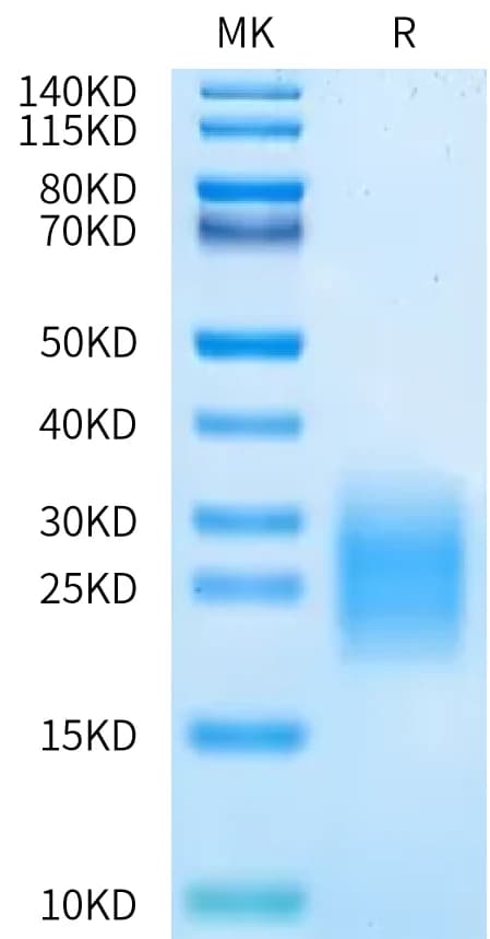 Bis-Tris PAGE Data