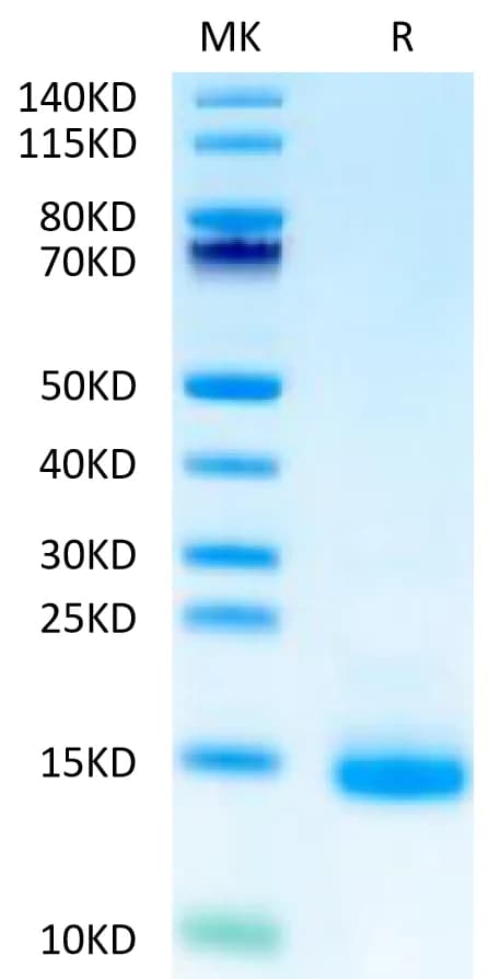 Bis-Tris PAGE Data