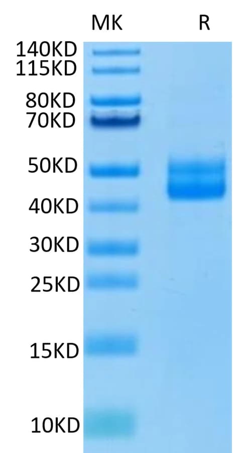Bis-Tris PAGE Data