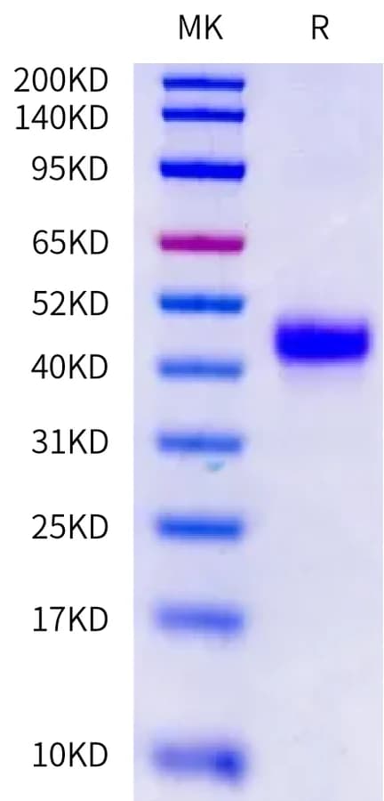 Bis-Tris PAGE Data