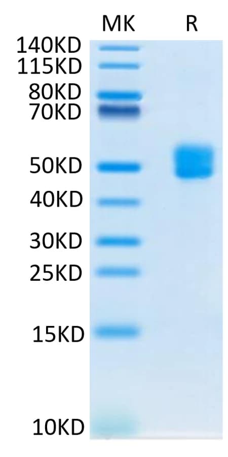 Bis-Tris PAGE Data
