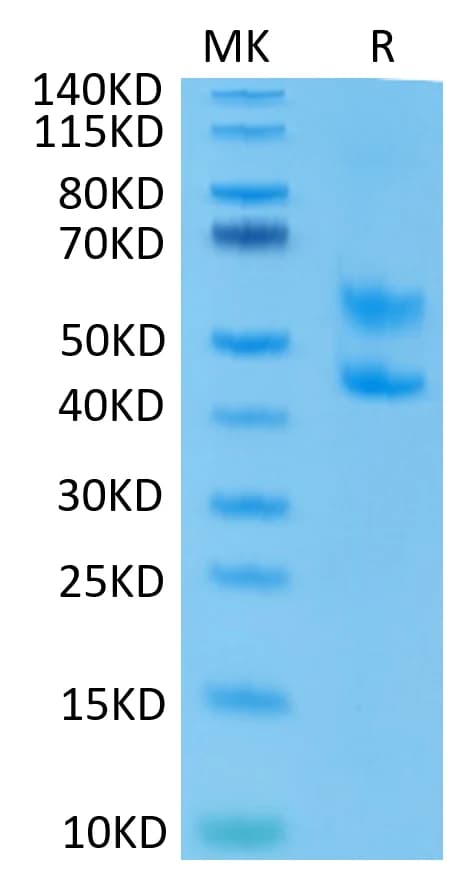 Bis-Tris PAGE Data