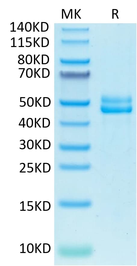 Bis-Tris PAGE Data