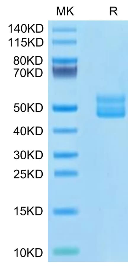 Bis-Tris PAGE Data