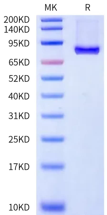 Bis-Tris PAGE Data