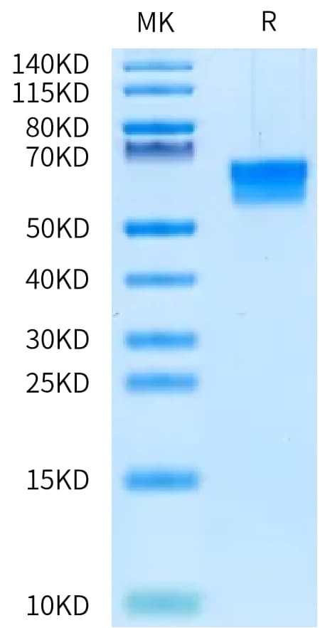 Bis-Tris PAGE Data