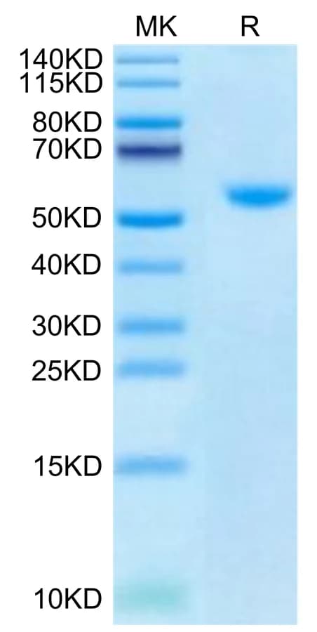 Bis-Tris PAGE Data