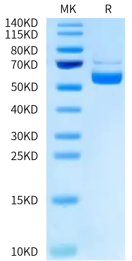 Bis-Tris PAGE Data