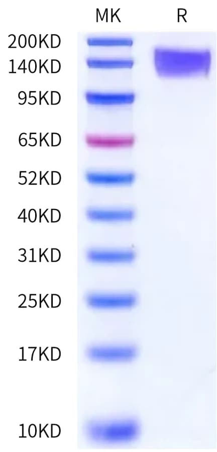 Bis-Tris PAGE Data