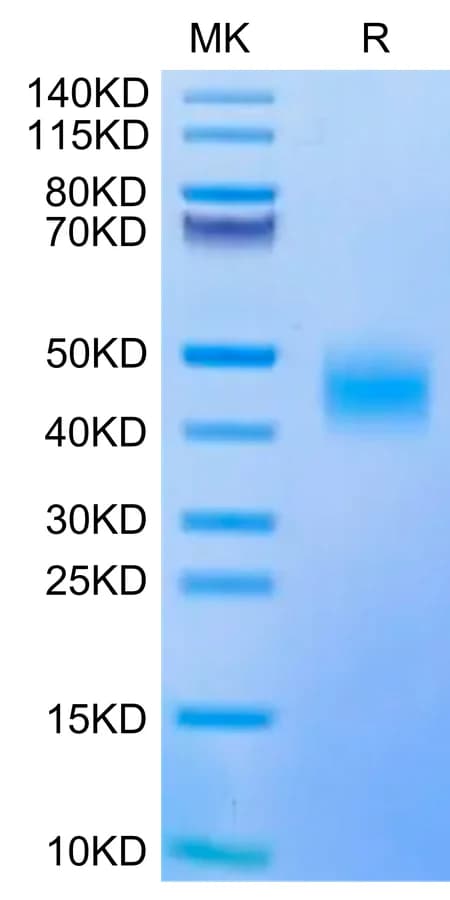 Bis-Tris PAGE Data