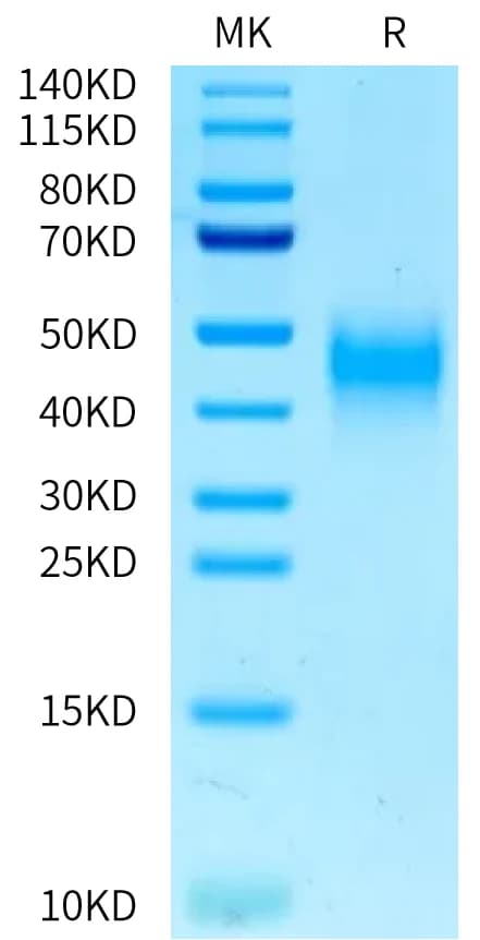 Bis-Tris PAGE Data