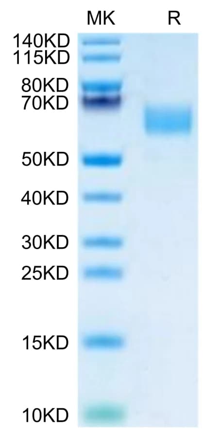Bis-Tris PAGE Data