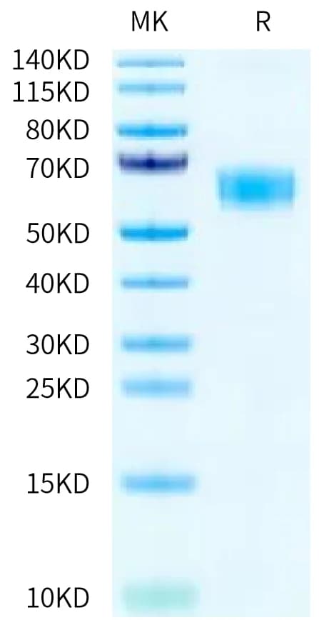 Bis-Tris PAGE Data