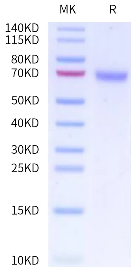 Bis-Tris PAGE Data