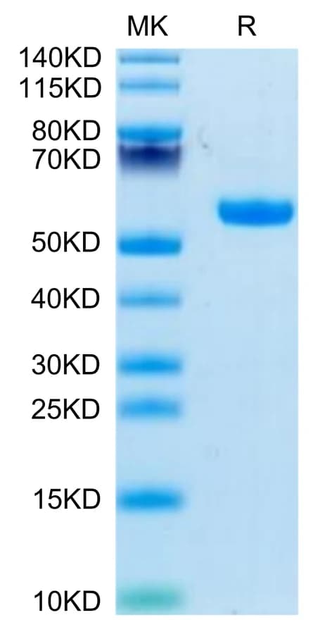 Bis-Tris PAGE Data