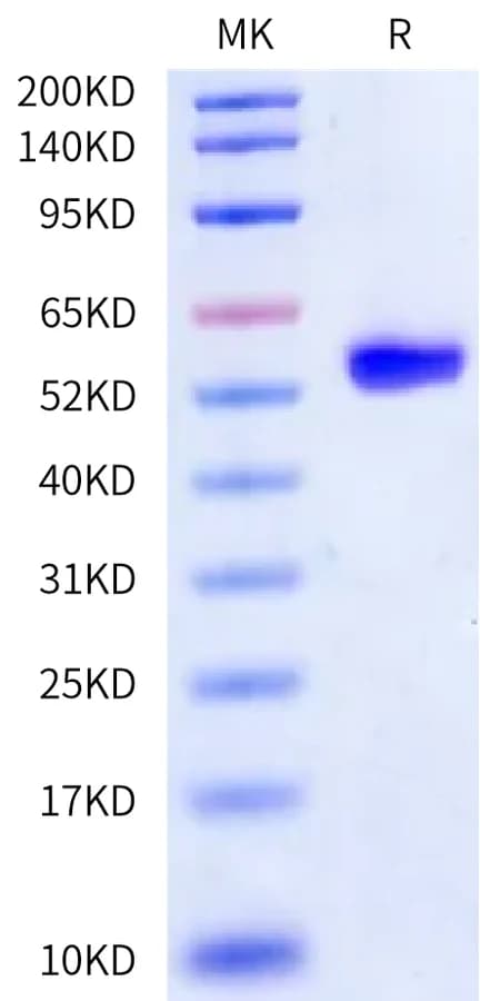 Bis-Tris PAGE Data