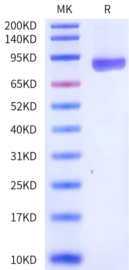 Bis-Tris PAGE Data