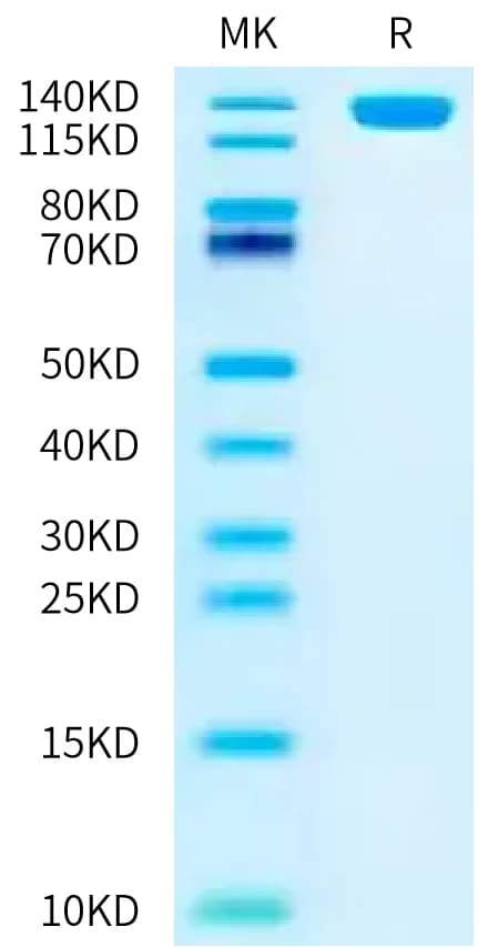 Bis-Tris PAGE Data