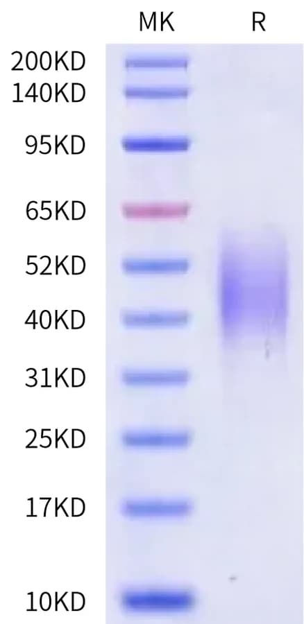 Bis-Tris PAGE Data
