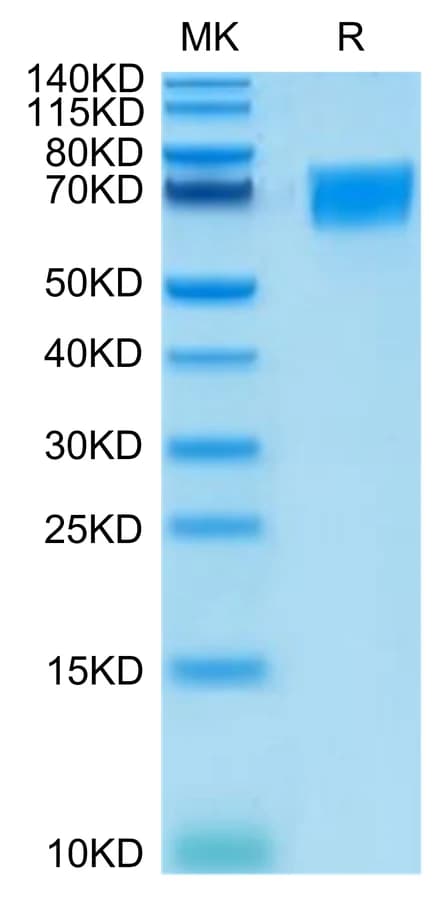 Bis-Tris PAGE Data