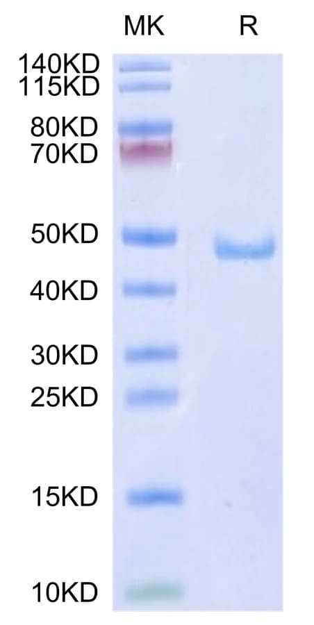 Bis-Tris PAGE Data