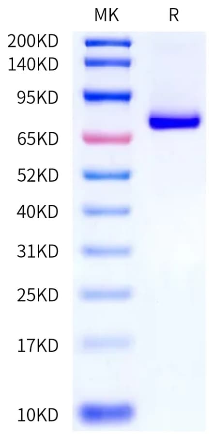 Bis-Tris PAGE Data