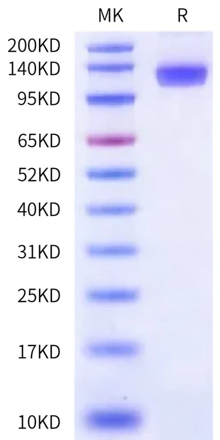 Bis-Tris PAGE Data