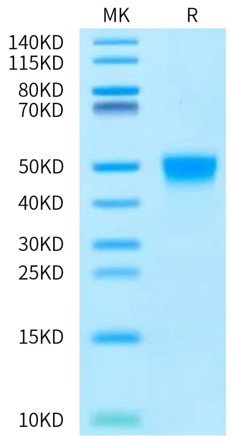 Bis-Tris PAGE Data