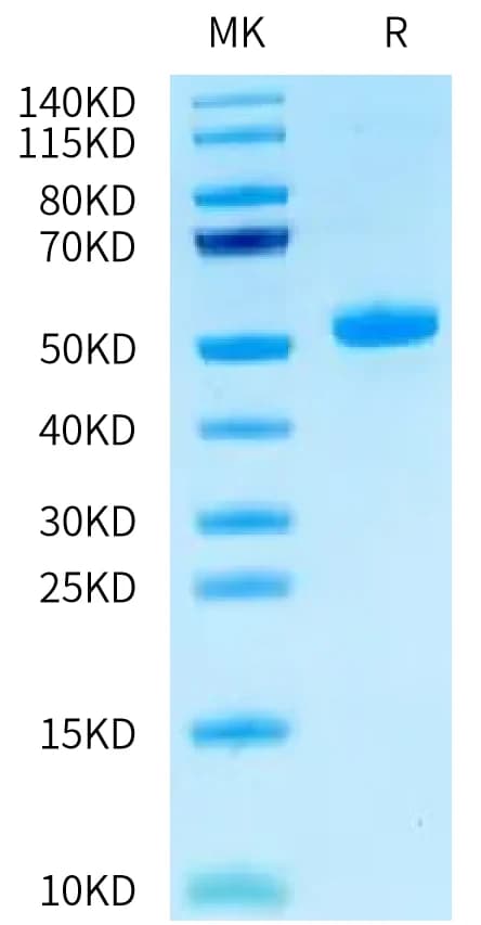 Bis-Tris PAGE Data
