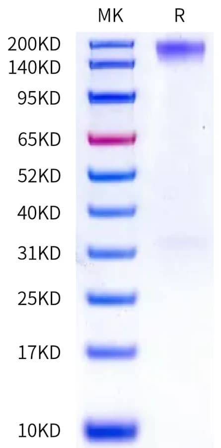 Bis-Tris PAGE Data
