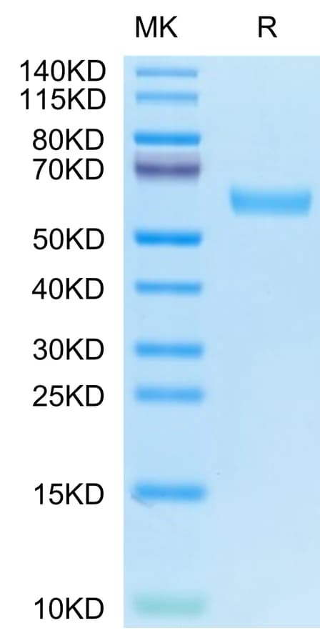 Bis-Tris PAGE Data