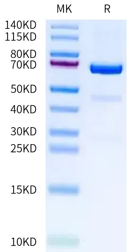 Bis-Tris PAGE Data