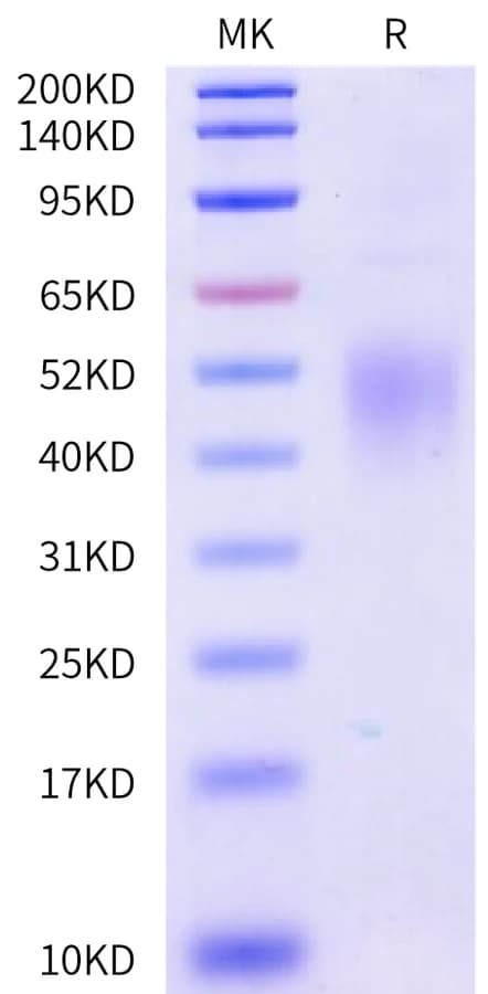 Bis-Tris PAGE Data