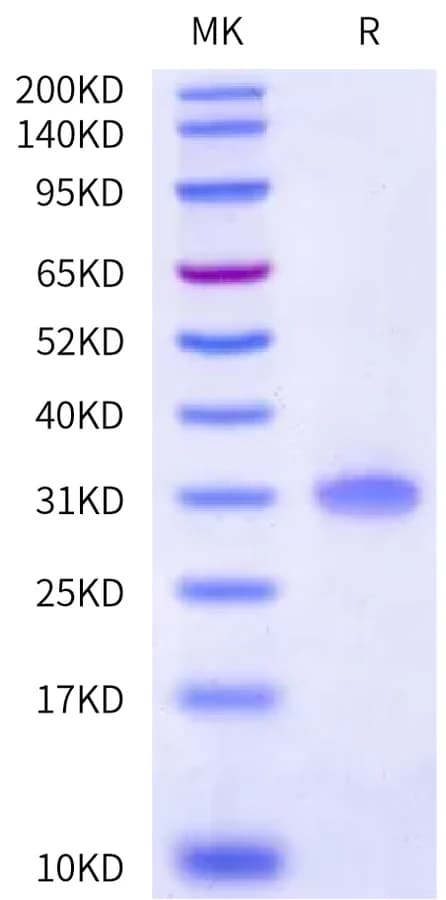 Bis-Tris PAGE Data