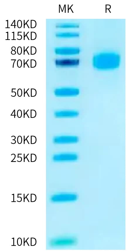 Bis-Tris PAGE Data