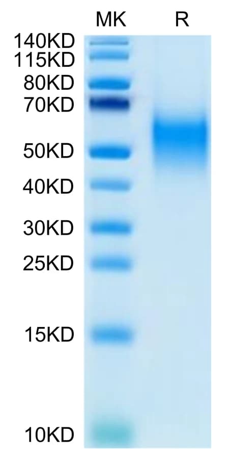 Bis-Tris PAGE Data