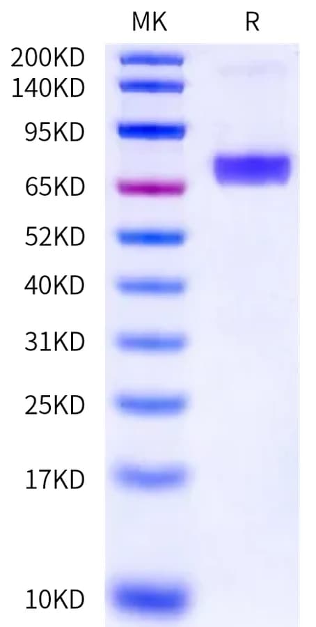 Bis-Tris PAGE Data