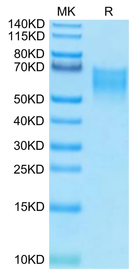 Bis-Tris PAGE Data