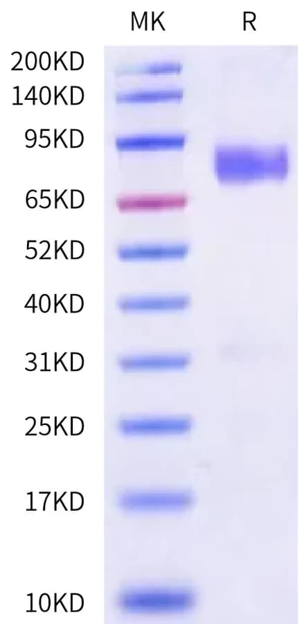 Bis-Tris PAGE Data