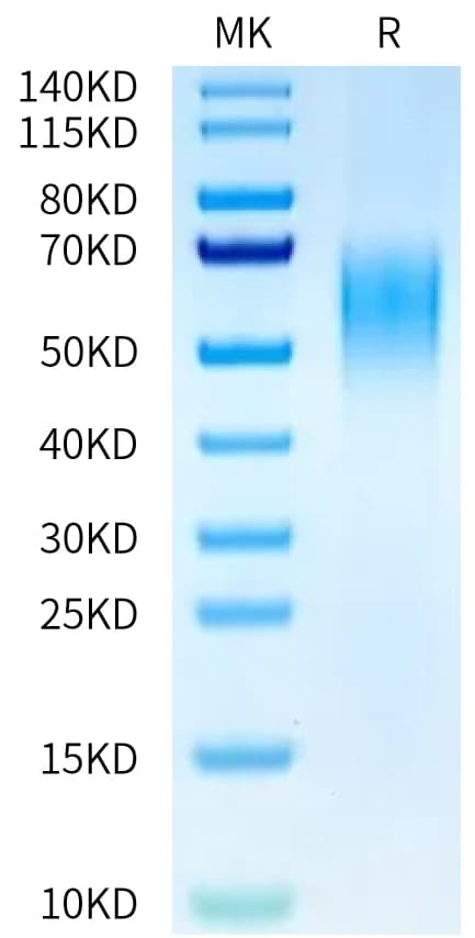 Bis-Tris PAGE Data