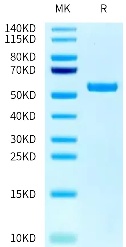 Bis-Tris PAGE Data