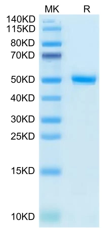Bis-Tris PAGE Data