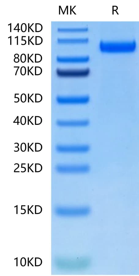 Bis-Tris PAGE Data