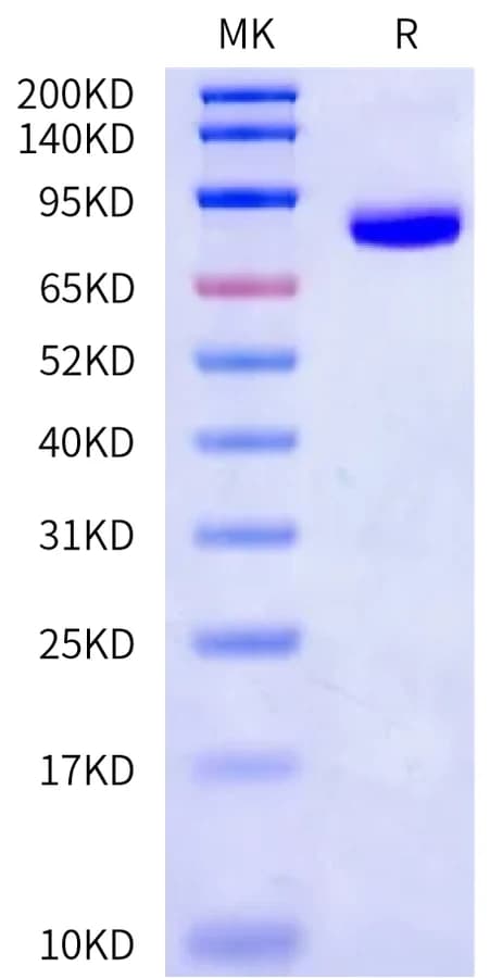 Bis-Tris PAGE Data