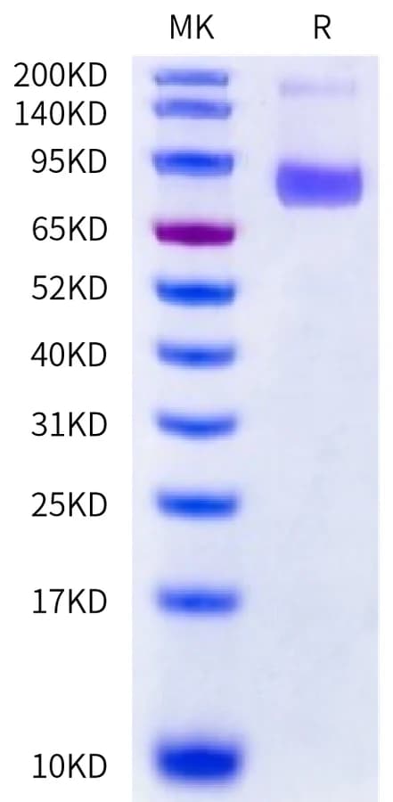 Bis-Tris PAGE Data