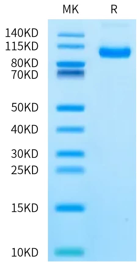 Bis-Tris PAGE Data