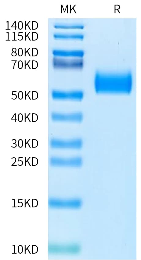 Bis-Tris PAGE Data
