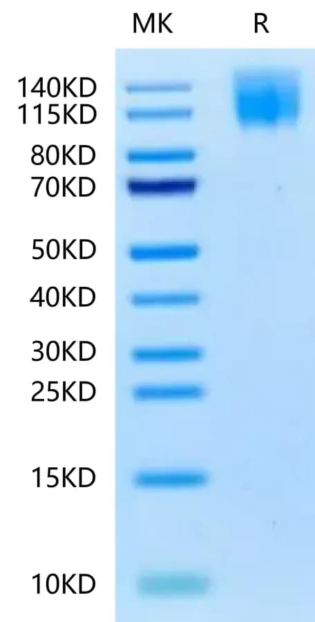 Bis-Tris PAGE Data