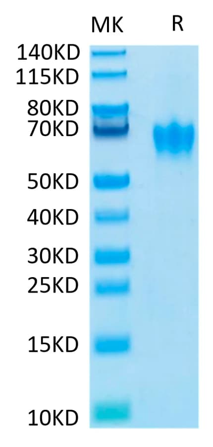 Bis-Tris PAGE Data