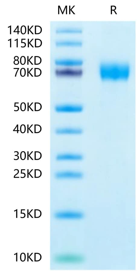 Bis-Tris PAGE Data